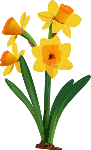 daffodils