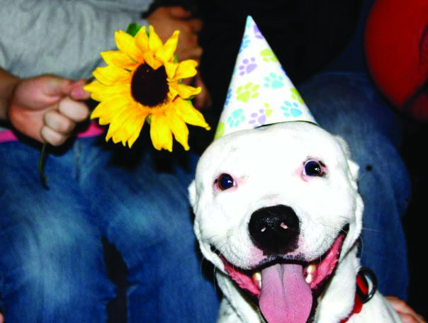 dog with party hat